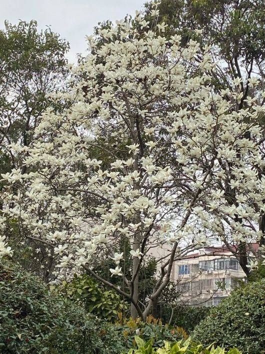 普陀公园的“市花”都开啦！一起来赏花花