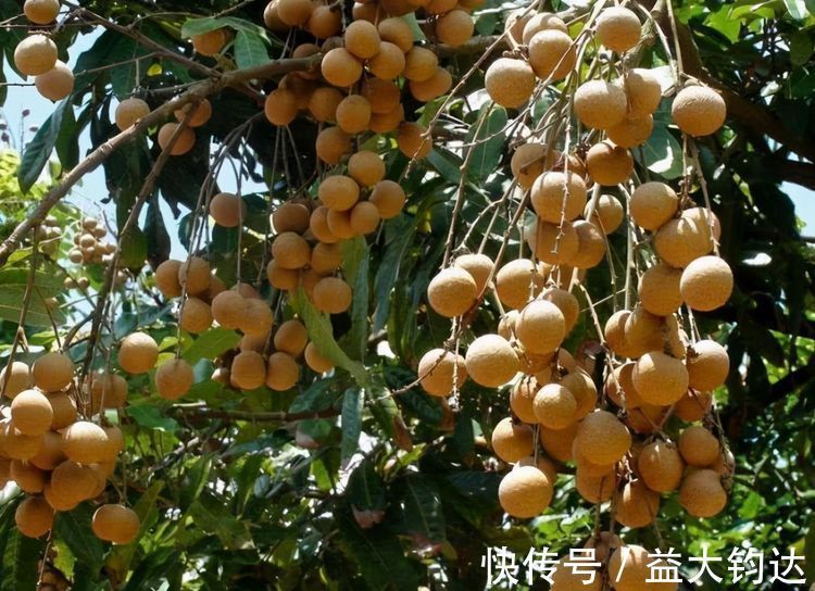 菊花茶|每天晚上坚持吃3种食物，营养丰富、增强体质，好处多多！