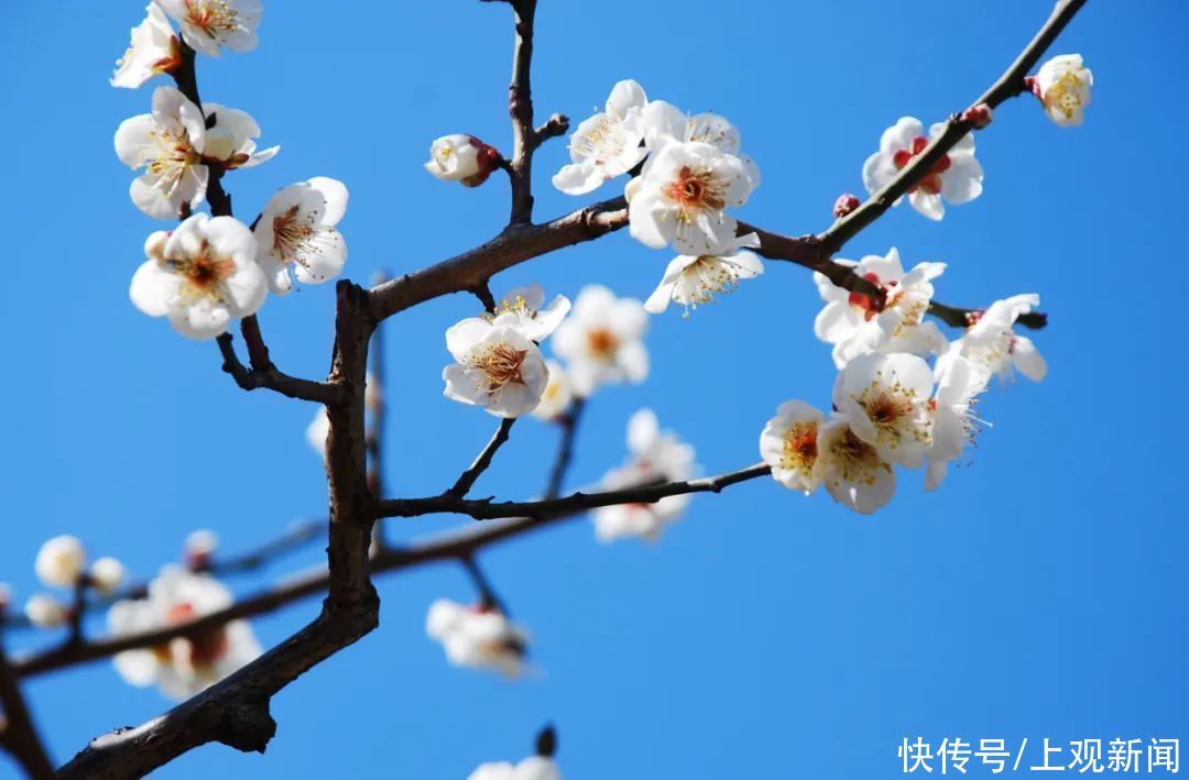 走进|梅开五福！普陀这里简直“美爆了”