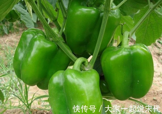 维生素c|立秋后,吃青椒好处多,但不要与一物同食,却有很多人不清楚