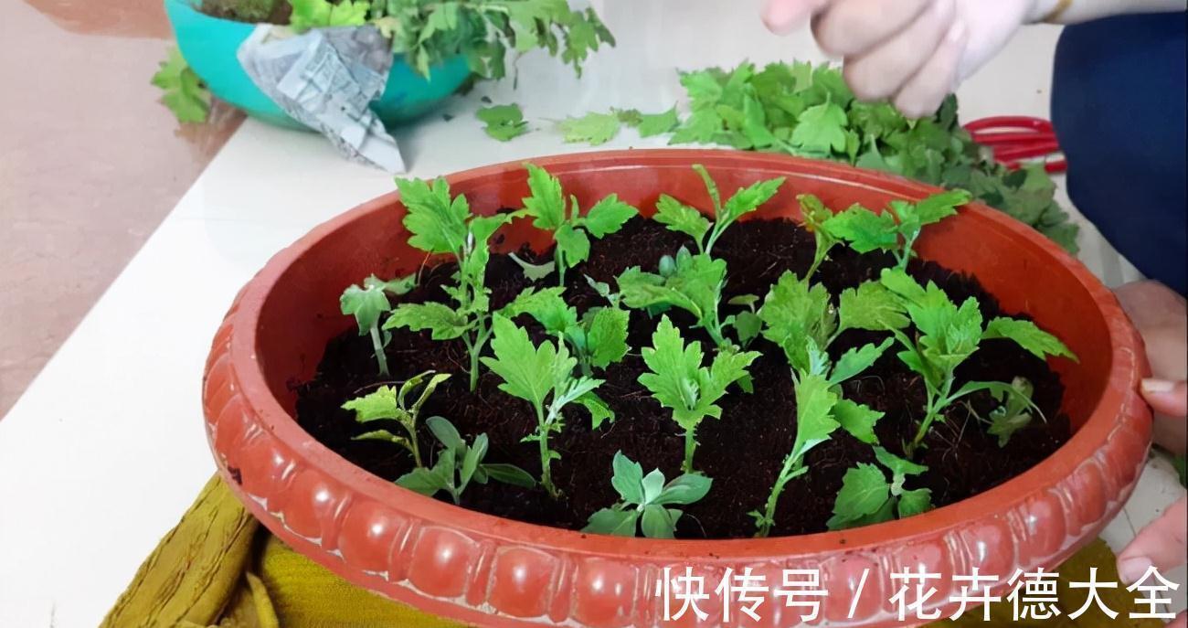 生根|9一10月,别忘记“扦插”这些花,“温度”适宜利于生根