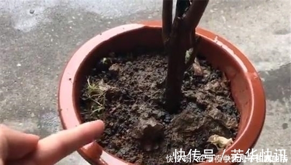 烂根|花盆里撒一把,不管多蔫多难养的花,几天根壮叶绿,不黄叶不烂根