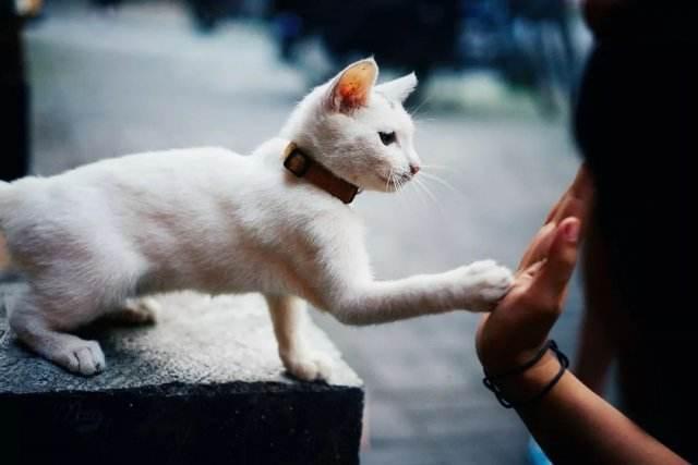 老鼠|故宫没有一只老鼠，全靠200只御猫网友别拦着，我要去撸猫