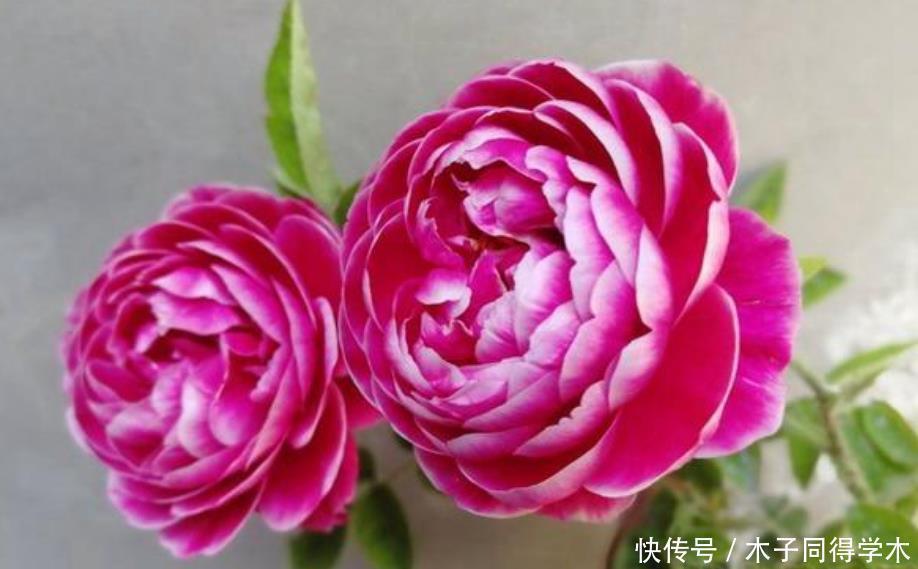 玛丽玫瑰|4种花被称为“开花王”，一开就是300天，特适合养家里