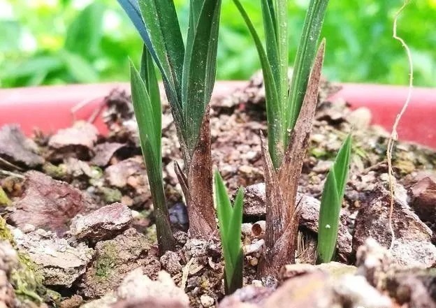 根系|兰花新芽太多怎么办？发几个新芽才最合适？摘芽三要点要记住