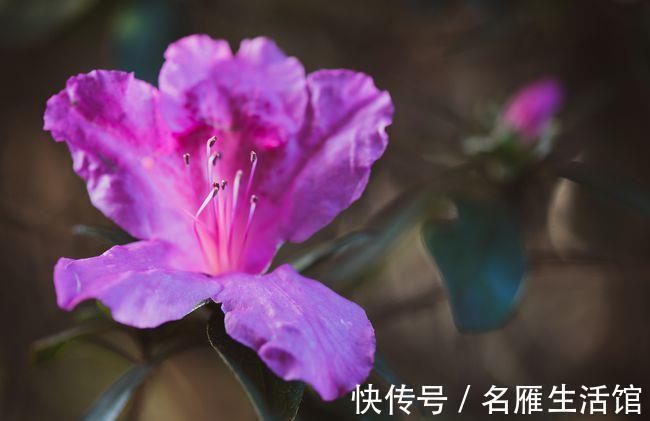 秘诀|夏天养护杜鹃花有秘诀,温度在30度以上也不怕,安全度夏没问题