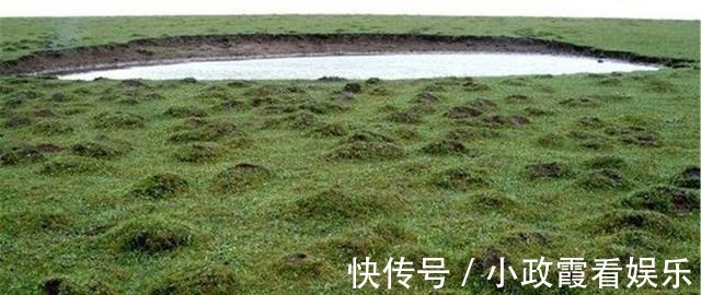 草甸|山西4万亩“大荷叶”，海拔高2783米，夏天或能与雪偶遇