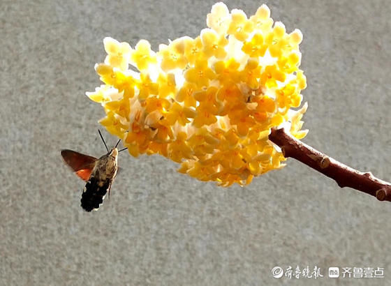 春暖花开，结香芬芳引蝶来