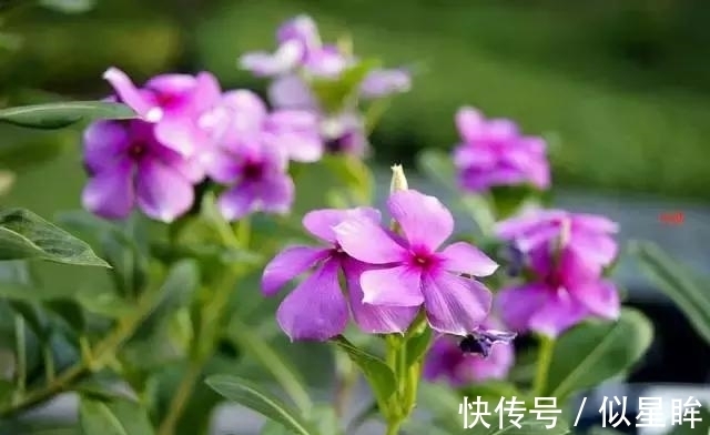 蓝雪|2种花不怕热,越热越开花,一开200多天,现在种1个月就开爆!