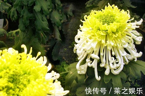 花友们|喜欢菊花,不如养盆“菊中珍品”东湖仙子,似翩翩仙女,优雅窈窕
