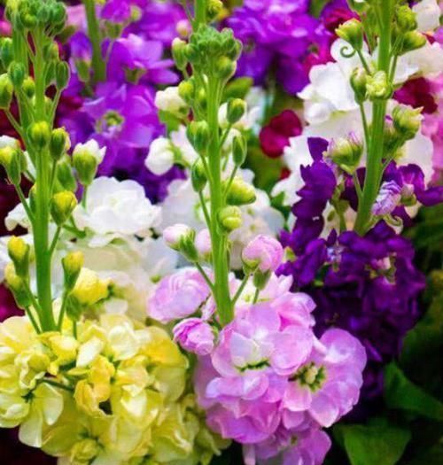 植株|3种花，花朵大、颜色艳，一养就上瘾，抓紧养一盆
