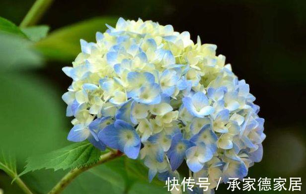 多瓣状|农历7月21号起，最适合养这些花，越养越喜欢，满屋飘香