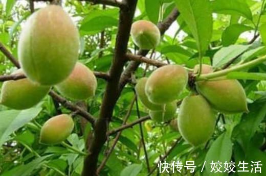 浑身都是毛,过去掉一地没人捡,如今用来腌制,5元一斤