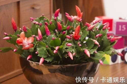 抓住|蟹爪兰开花小技巧,抓住几个重点,每片叶片都能冒花苞,花期还长