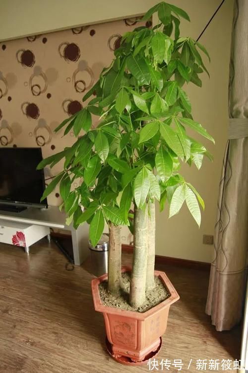 旺财|6种花镇宅旺财，净空气促健康，养过的都说“值得”！