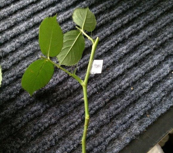 扦插最佳时期到了，有这花赶紧插，沾土就能活！