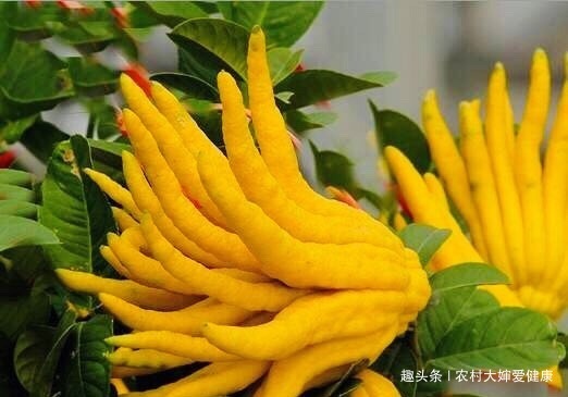 克星|子宫肌瘤“克星”此野果，女性不想患上子宫疾病，多食，还调经