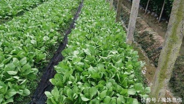 如何给小白菜追肥 快资讯 如何给小白菜追肥 快资讯