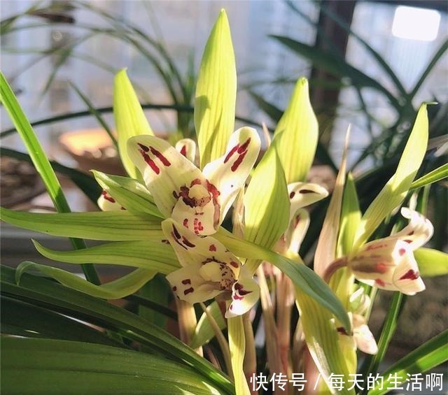 厨房这1料,养兰“特有效”,一洒一喷,兰花生根快,新芽蹿不停!