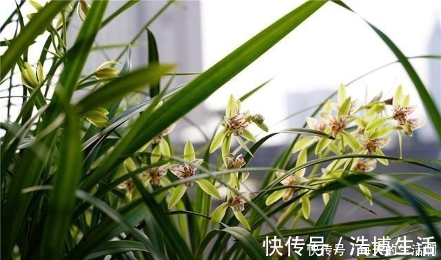 微酸性|厨房这1料,养兰“特有效”,一洒一喷,兰花生根快,新芽蹿不停!