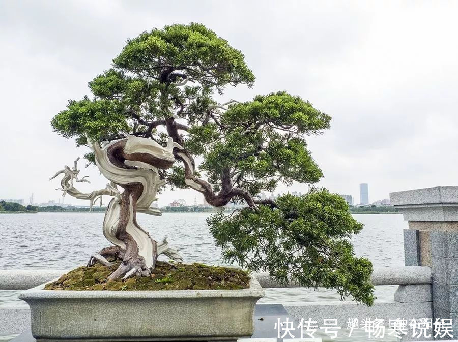 罗汉松芽接案例分享，台长教你玩出别出心裁的岭南盆景！