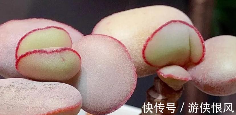 多肉新人,必须掌握的小知识