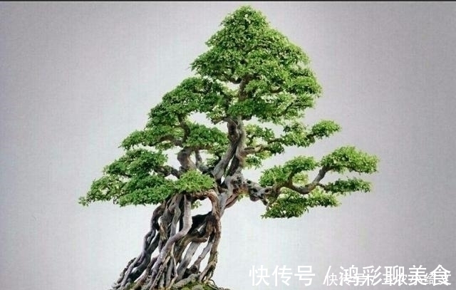 怎样才能制作出漂亮的露根盆景呢 试试这几个盆景露根方法吧