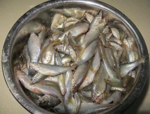 黄黝鱼|3年长不到7厘米，营养不输鲫鱼，8元一斤却少有人买，真不识货