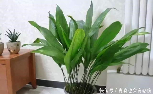 爆盆|养花就养3种耐旱花,耐热耐晒还耐寒,开花爆盆很容易,漂亮极了