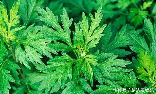 她天天吃幼嫩艾草葉,半個月后身體發(fā)生神奇變化,值得所有人借鑒