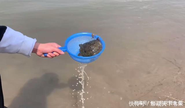 长江君|退水后钱塘江滩涂变“鳖滩”,甲鱼四处乱爬,有人一会捡了十几只