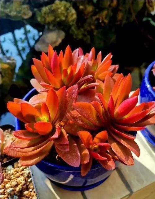 买一盆几百块甚至上千块的多肉老桩是一种怎样的体验?