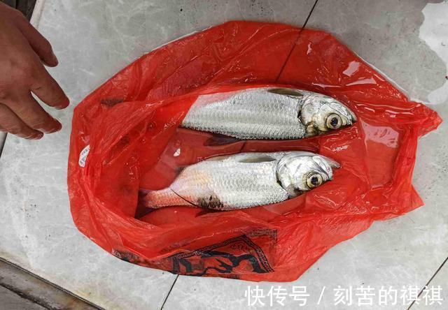 佛山钓友西江钓起“怪鱼”,外形酷似鲥鱼,钓鱼人赶紧收竿回家