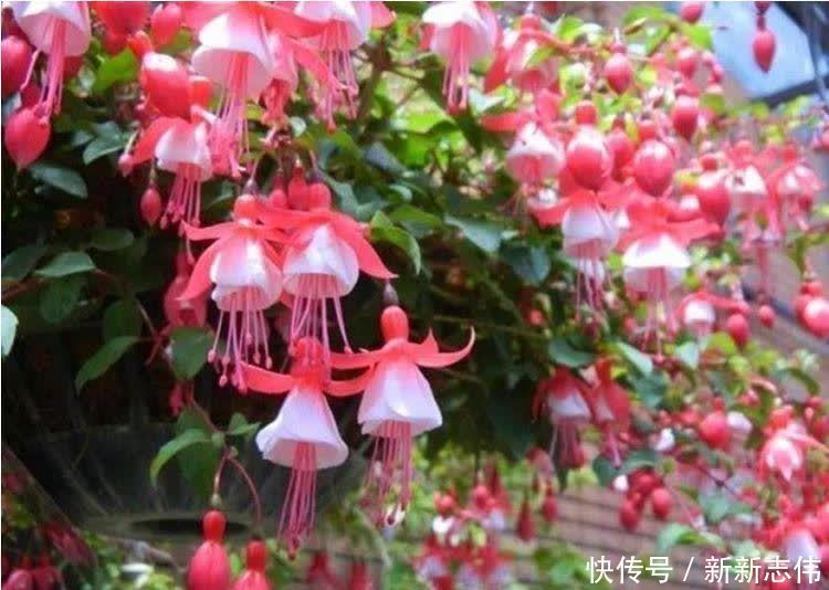 香水|5种花比香水还好闻,一开就是大半年,四季有花赏,花美心情好