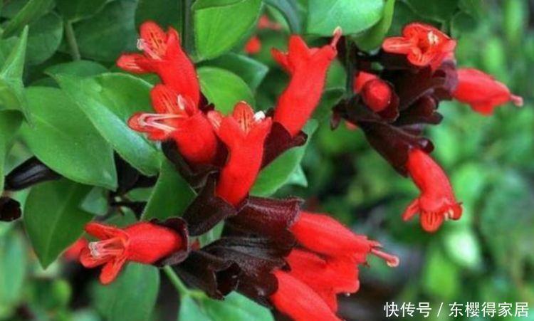 4种花适合新手养,好打理,易爆盆,花开不断