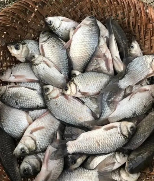 提竿都中鱼抓口,这样调整,中鱼率高的离谱!