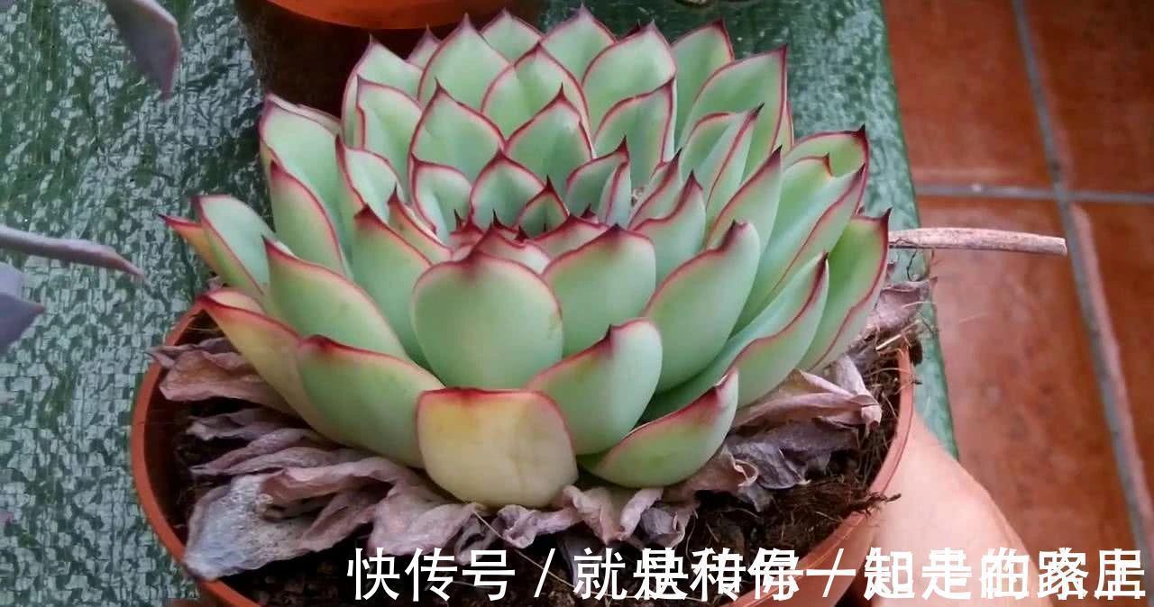 幸福树幸福树|喜欢养花,盆栽这6种植物得先“摸底”,弄清楚它们喜欢什么