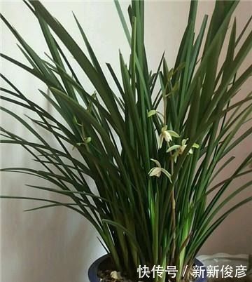 央央|兰花“病央央”,教你几招,瞬间恢复生机,开花多多