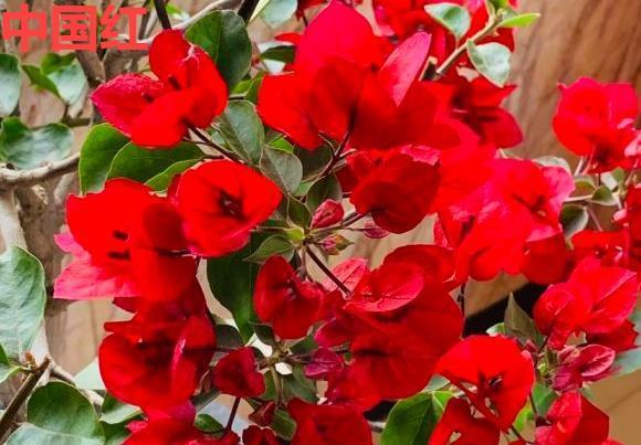 不怕晒的花,晒得越狠,花苞越多