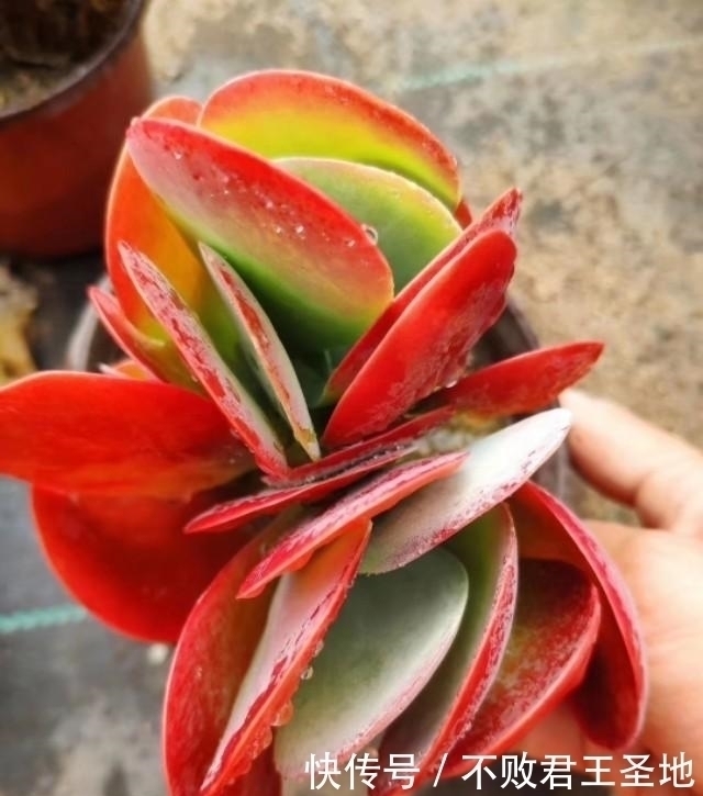 叶片|多肉植物唐印夏季怎么养注意3点,叶片舒展根系多,繁殖要赶紧