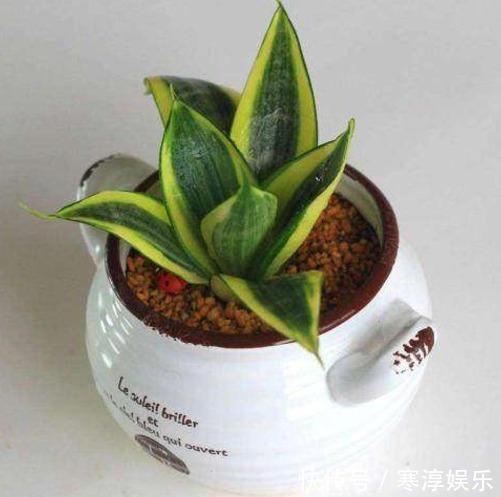 烂根|这六种植物,不能常浇水,浇水过多不是烂根就是死亡,快别浇了!