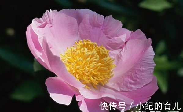 女人|天生“旺夫享福”的4大生肖女,不拜金不攀比,娶到就是赚到!