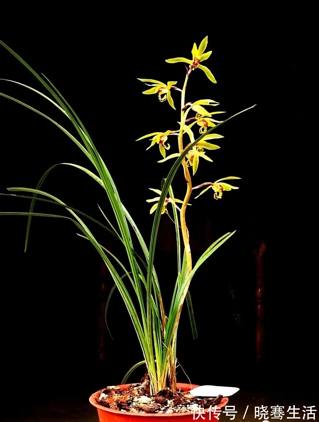 兰花|这样的兰花,无论怎么施肥都不开花,磷酸二氢钾也不行