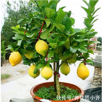 叶绿|盆栽柠檬养不好？记住它有“4怕”，避免才能叶绿结果多