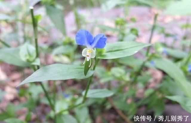 泡水|它曾在田间毫不起眼，花瓣只有两瓣，作为观赏植物，还能泡水喝