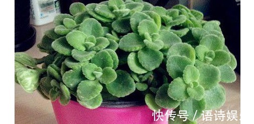 丝瓜筋|翻盆的时候放入以下东西,一年都不用施肥助你叶翠花靓!