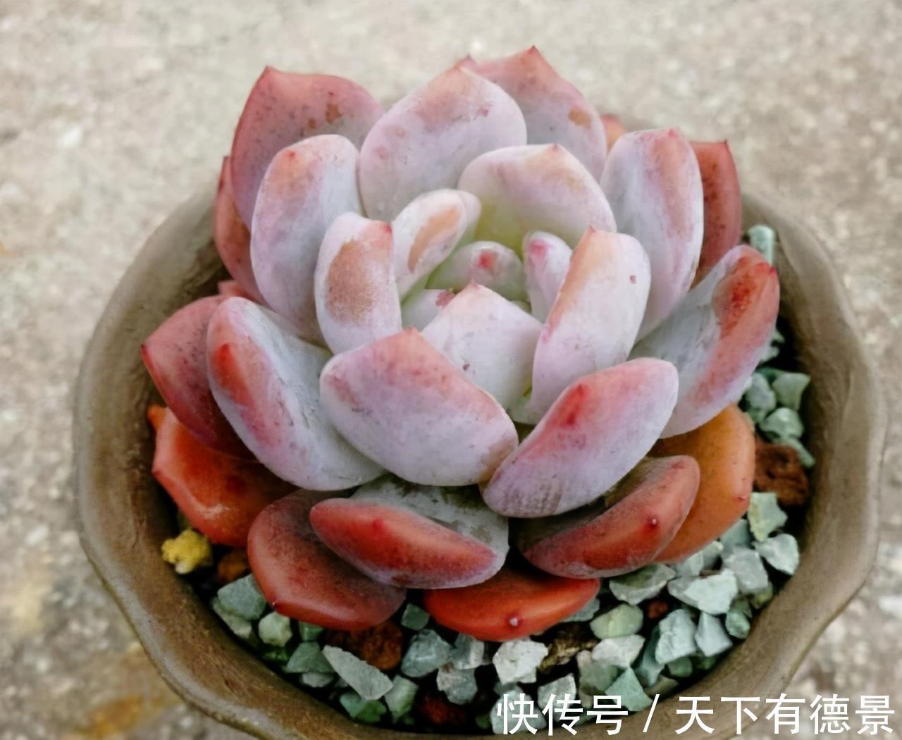 阳台党|阳台养多肉不能错过5款莲座型的品种,与价钱无关,就是很适合