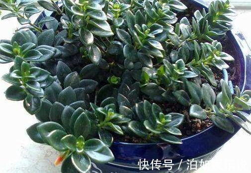 小技巧|它比金边吊兰漂亮,1个修剪小技巧,长势快,开花不断,花繁叶茂