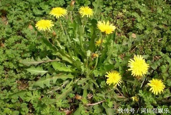 蒲公英泡水|51岁女子，因一壶蒲公英水，被送进医院，蒲公英4大禁忌要知晓