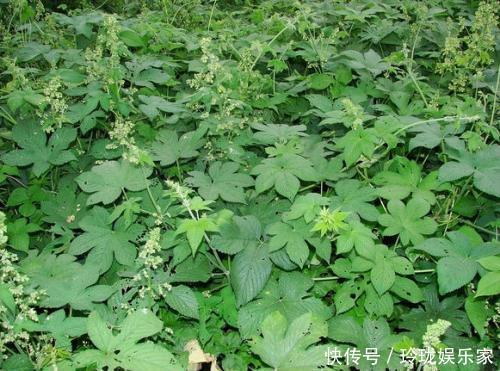 热淋|1种野草,价值珍贵,路边到处是,却少有人认识,可惜了